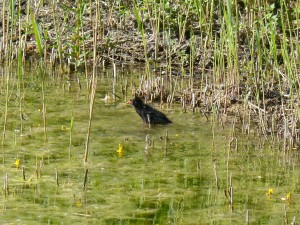 113 35 Un petite poule d'eau