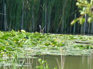 113 42 Une jeune foulque