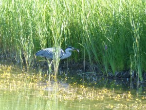 113 52 Un héron et son poisson