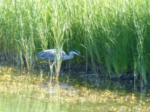 113 53 Un héron et son poisson