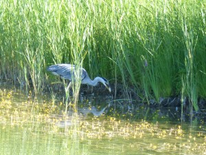 113 54 Un héron et son poisson