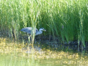 113 55 Un héron et son poisson