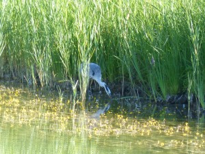 113 56 Un héron et son poisson