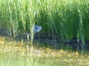 113 57 Un héron et son poisson