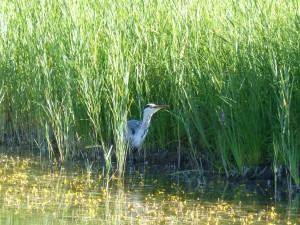 113 59 Un héron et son poisson