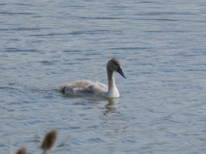 115 01 Un petit cygne