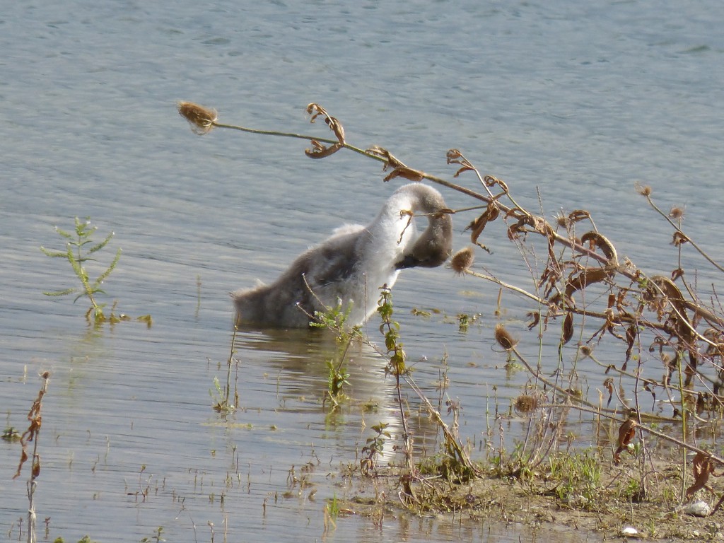 115 03 Un petit cygne