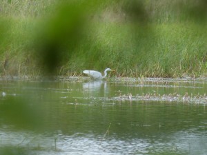 115 18 Une grand aigrette