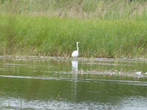 115 19 Une grande aigrette