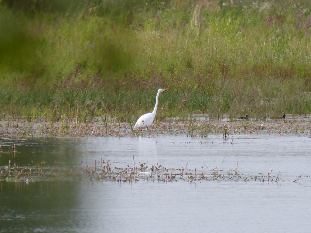 115 22 Une grande aigrette