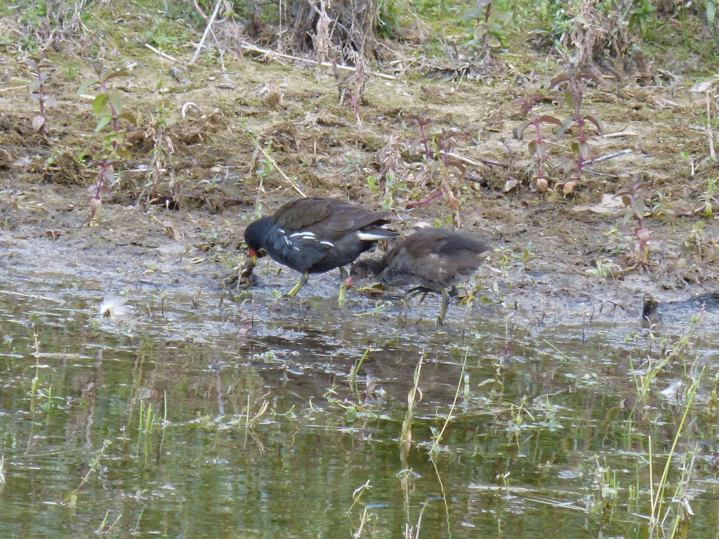 116 32 Des poules d'eau