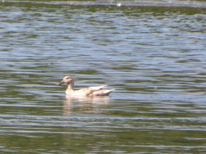 116 40 Un drôle de canard