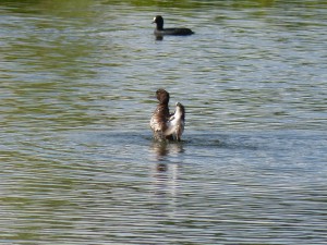 116 45 Un fuligule morillon