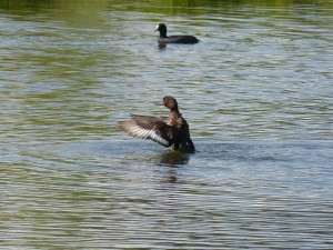 116 46 Un fuligule morillon