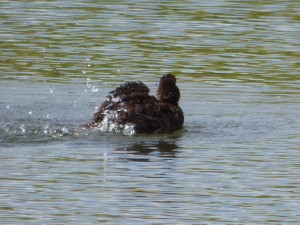 116 52 Un fuligule morillon