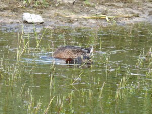 116 53 Grébou et un colvert