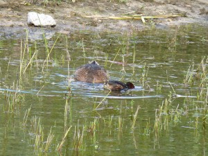 116 54 Grébou et un colvert