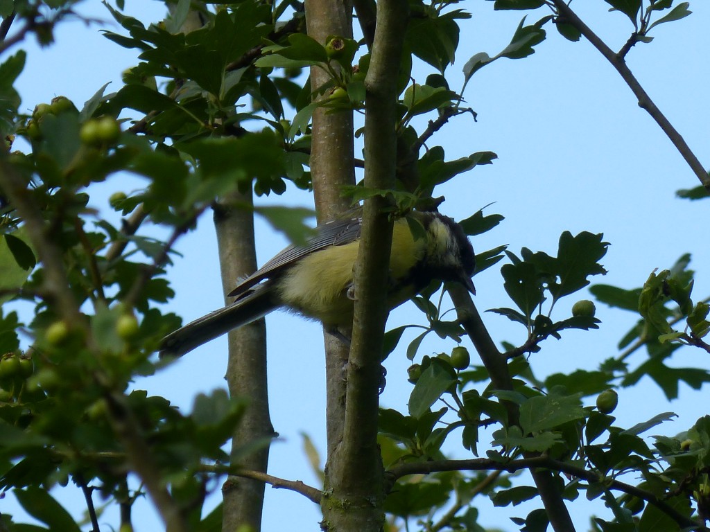 116 75 Une mésange charbonnière