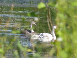 116 76 Des petits cygnes