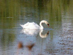 116 77 Un grand cygne