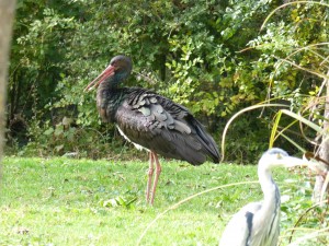 Ciconiidés Ciconia nigra (Cigogne noire) 1980753