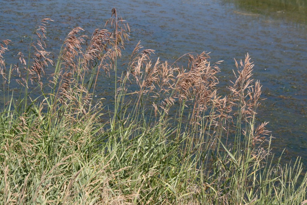 Phalaris arundinacea 1