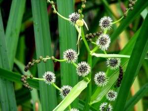 Sparganium erectum