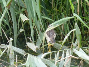 117 28 Dans les phragmites