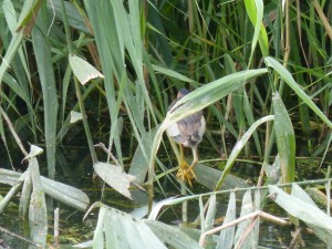 117 29 Dans les phragmites