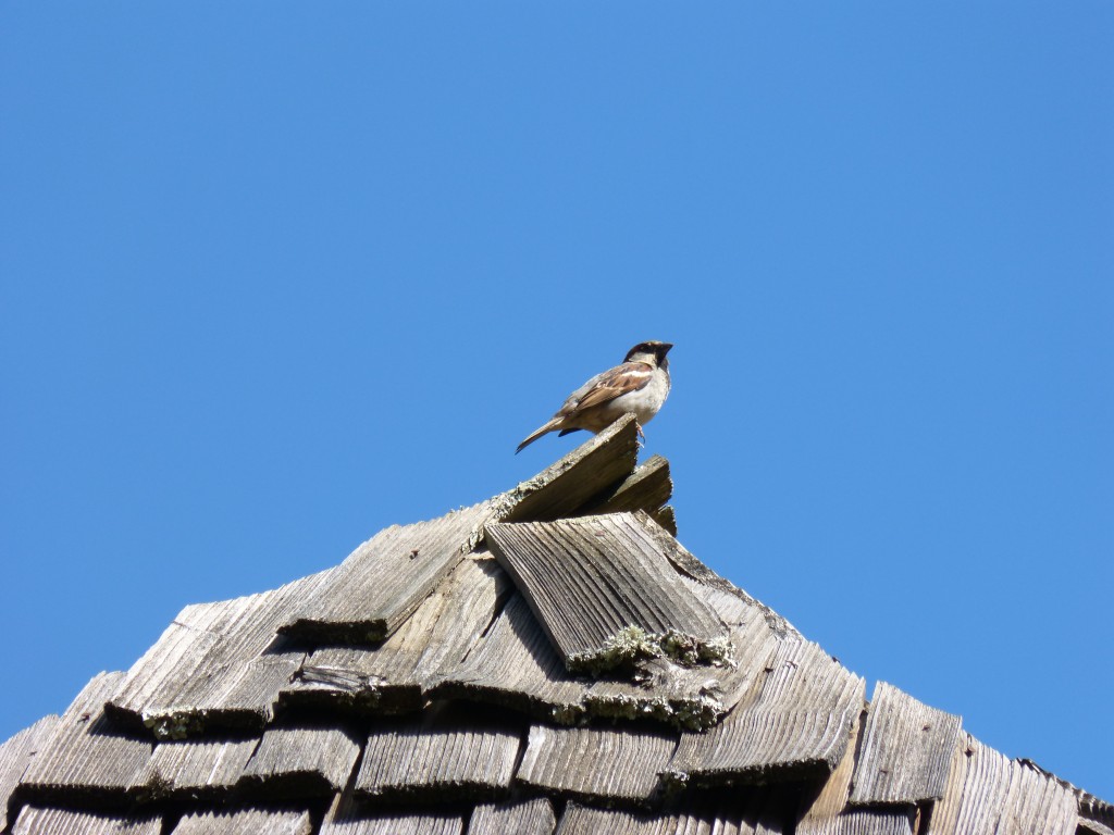 HS2 021 Un moineau domestique