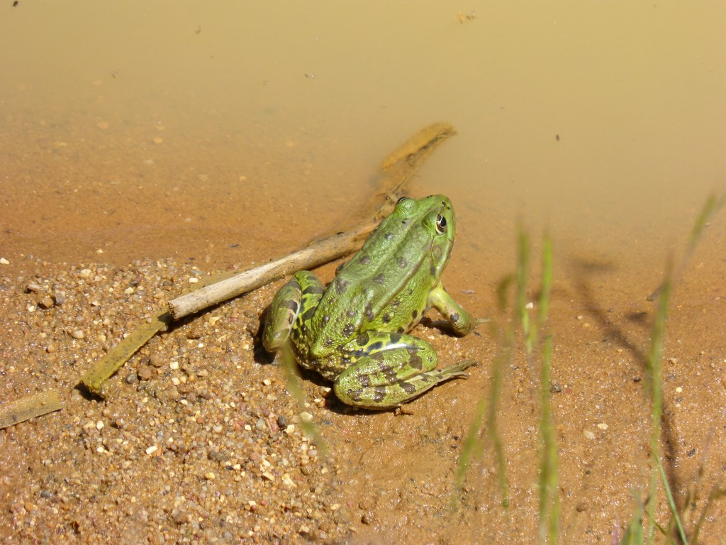 HS2 081 Une grenouille