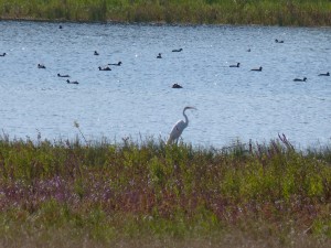 119 27 La grande aigrette