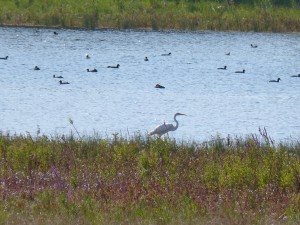 119 28 La grande aigrette