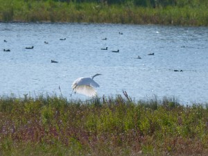 119 29 La grande aigrette