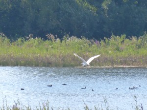 119 30 La grande aigrette