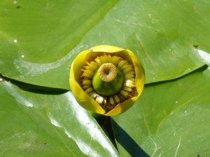 119 65 Un nénuphar jaune