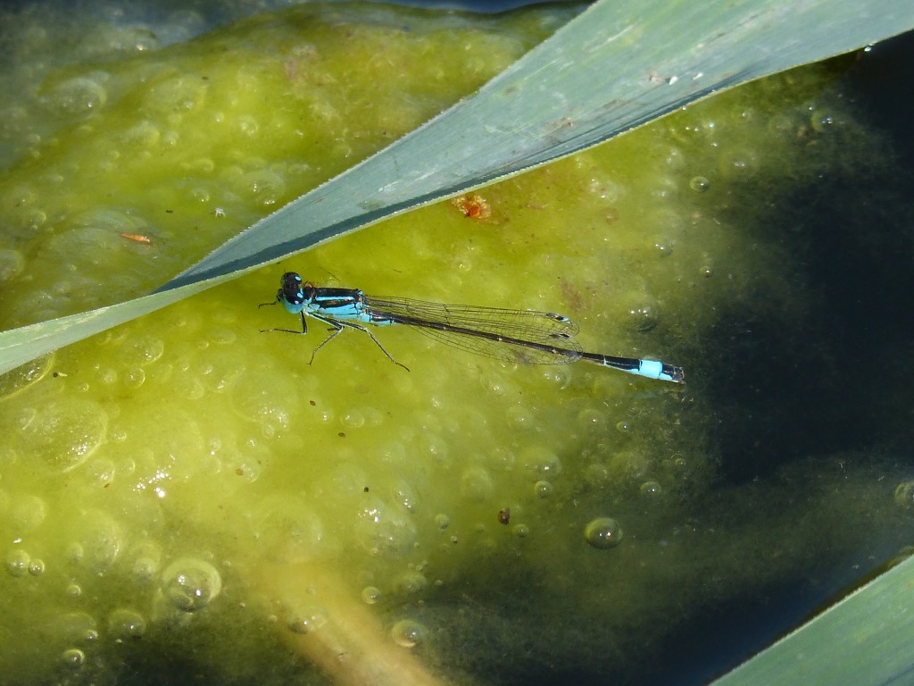 119 73 Agrion élégant