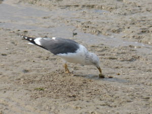 Goéland brun (Larus fuscus, Laridés)