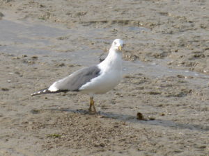 Goéland brun (Larus fuscus, Laridés)