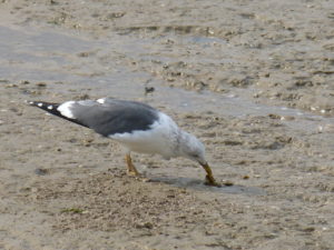 Goéland brun (Larus fuscus, Laridés)