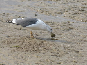 Goéland brun (Larus fuscus, Laridés)