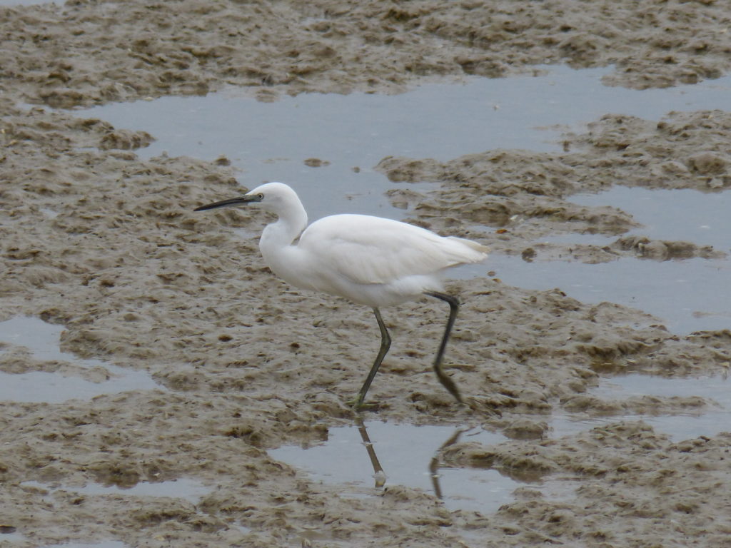 Aigrette garzette (Egretta garzetta, Ardéidés)