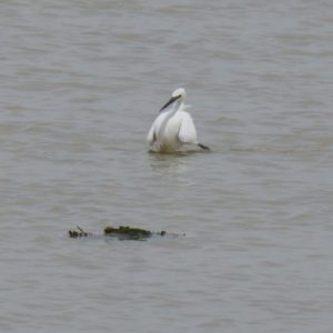 Aigrette garzette (Egretta garzetta, Ardéidés)