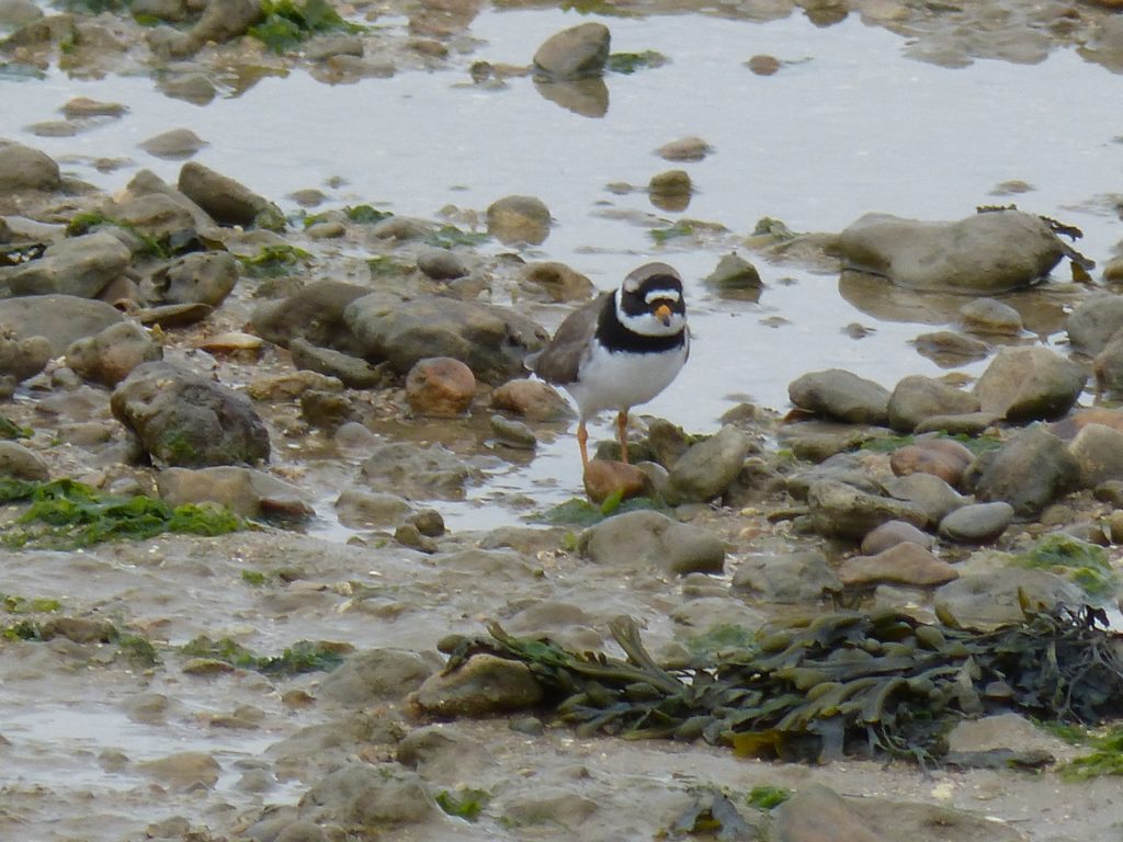 Grand gravelot (Charadrius hiaticulata, Charadriidés)