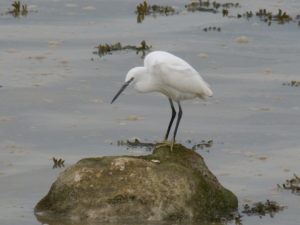 Aigrette garzette (Egretta garzetta, Ardéidés)