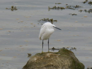 Aigrette garzette (Egretta garzetta, Ardéidés)