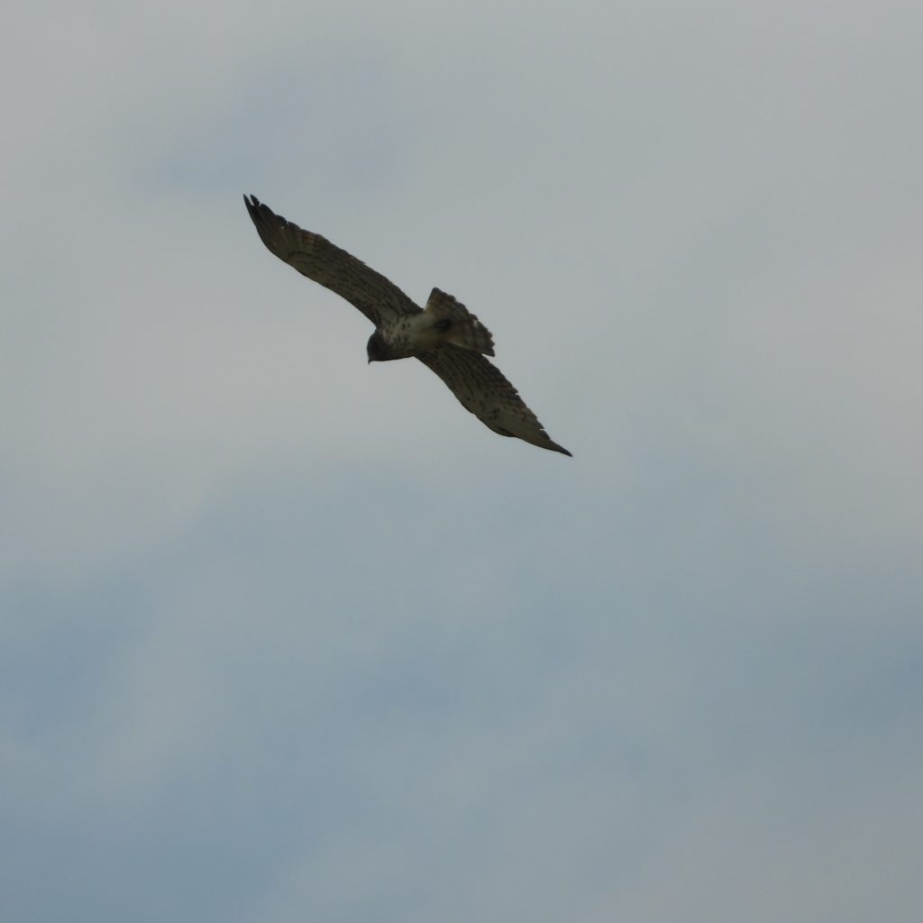 Comment S Appelle Les Griffes Des Rapaces Les Rapaces – Le blog de Max