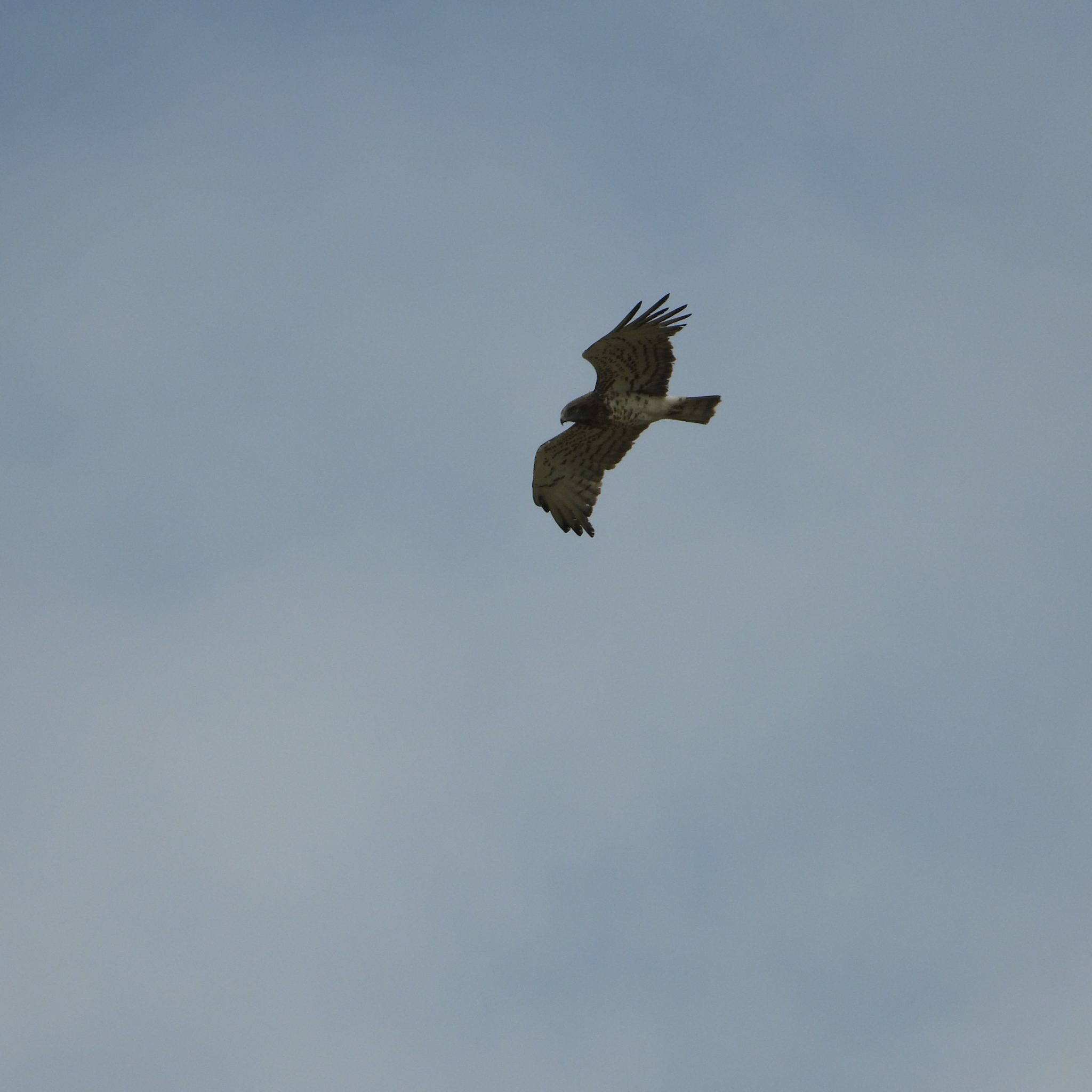 Comment S Appelle Les Griffes Des Rapaces Les Rapaces – Le blog de Max