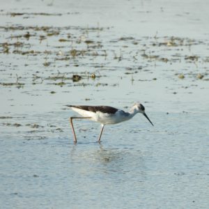 Echasse blanche Himantopus himantopus (Linnaeus, 1758)