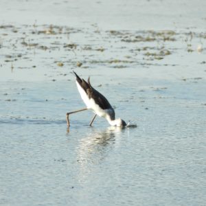 Echasse blanche Himantopus himantopus (Linnaeus, 1758)